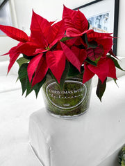 Personalised Wine/Champagne Buckets (Optional Potted Flowers)