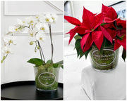 Personalised Wine/Champagne Buckets (Optional Potted Flowers)