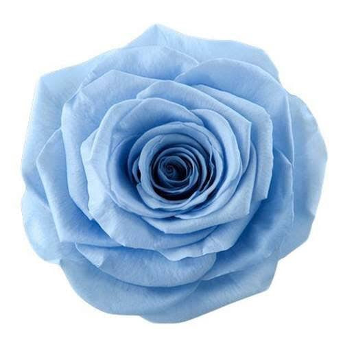 LASTING ROSES - Choose your colour. – Cartel Flowers